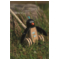 goki Schiebetier Pinguin Pablo 4