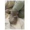 Noppies Nabelbundhose Bio-Baumwolle (kbA) iceberg green rip 5