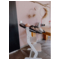 tiSsi® Babyaufsatz 6